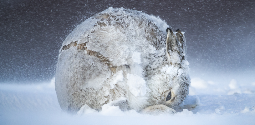 Andrew Parkinson | La bola de nieve era una liebre